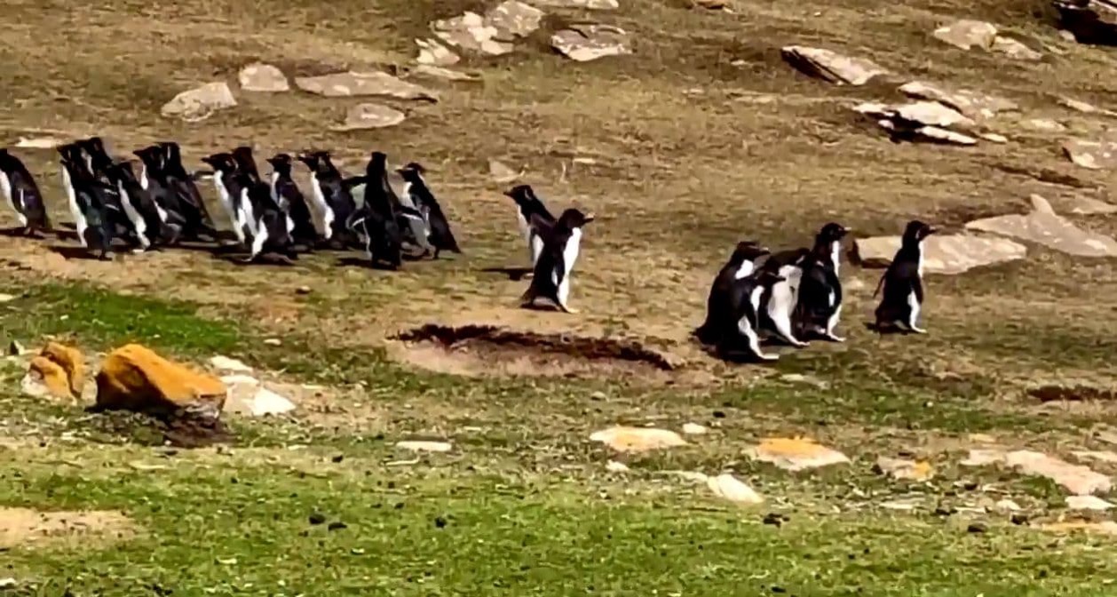 ペンギン　フォークランド諸島