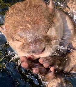 カワウソ　出会い系　イギリス