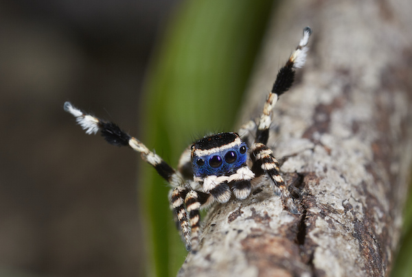 Maratus personatusに関連した画像-05