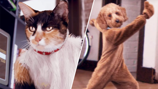 飼い主の居ぬ間に「犬と猫」がカンフー戦争に関連した画像-03