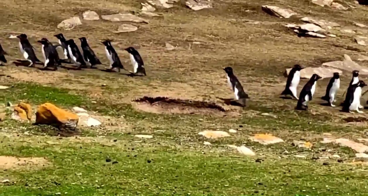 ペンギン　フォークランド諸島