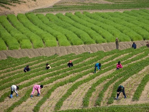 絶対に見てはいけない北朝鮮の実態に関連した画像-08