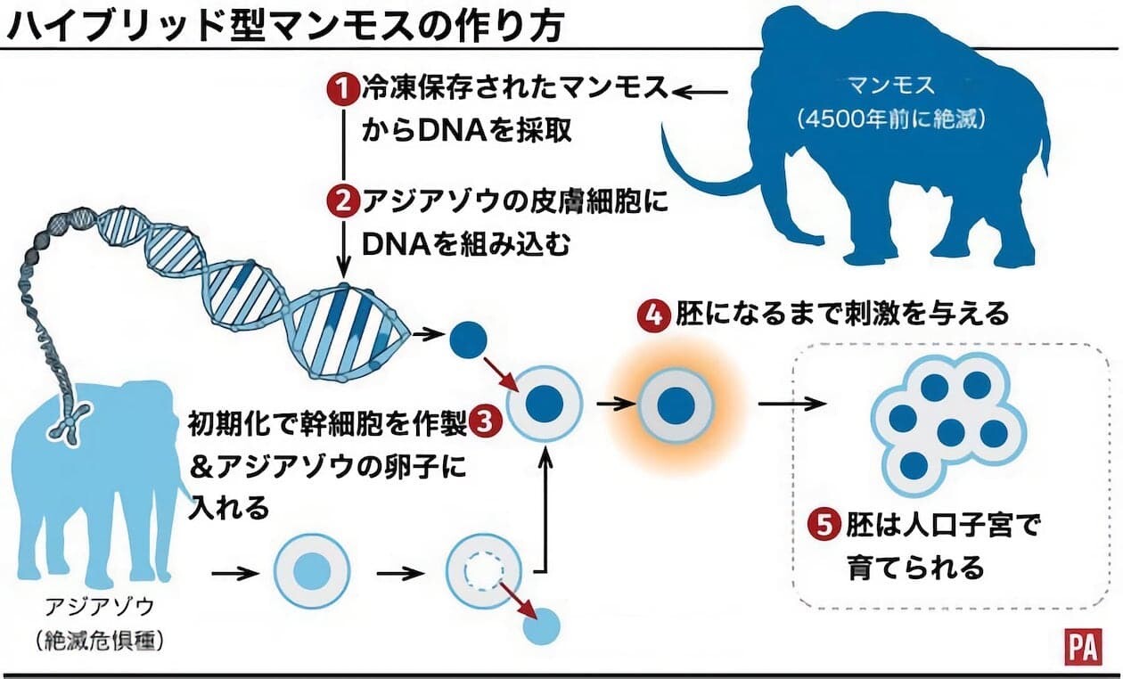 マンモス　Colossal　アメリカ　アジアゾウ　マンモス復活　ゲノム編集技術