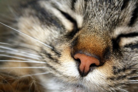 cat-nose