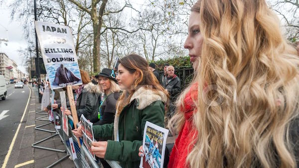 ロンドンの日本大使館前でイルカ漁反対の抗議活動に関連した画像-04