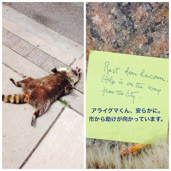 街中で死んだアライグマに、カナダ人が続々と追悼に関連した画像-02