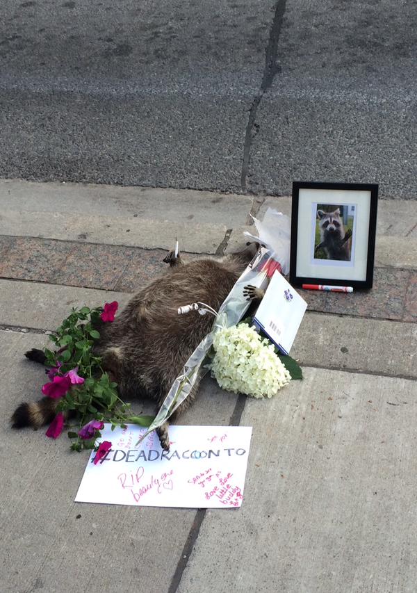 街中で死んだアライグマに、カナダ人が続々と追悼に関連した画像-05