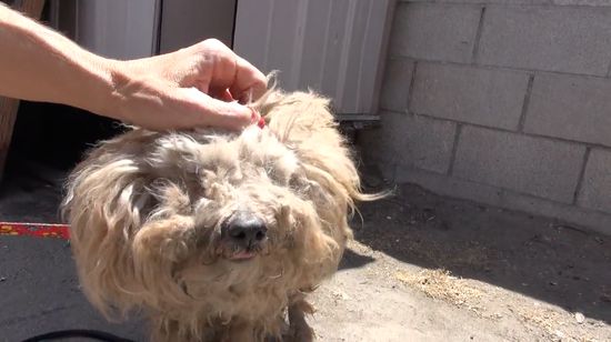 床下で1年間…亡き主人を一人待ち続ける犬を救出に関連した画像-03