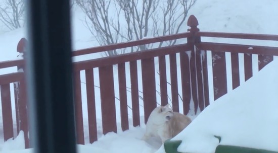 雪の壁を破壊して家に入るネコに関連した画像-01