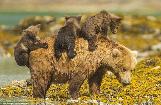 泳げない小グマを３匹、背中に乗せて川を渡るグリズリーのお母さんに関連した画像-03