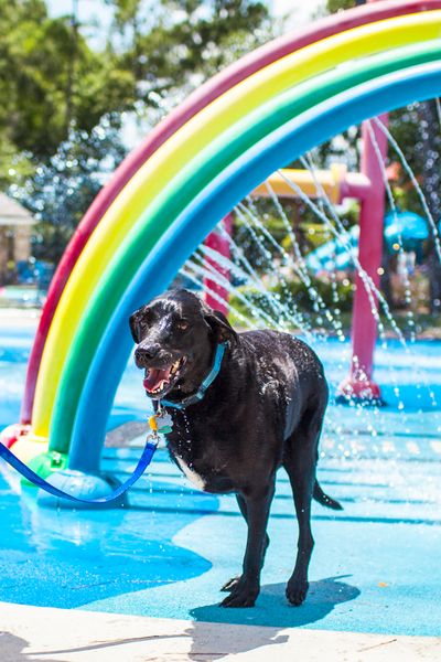 愛犬Dukeyとの最期の日を記録したアルバムに関連した画像-13