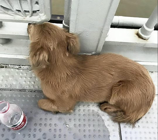 中国　飛び降り　犬に関連した画像-05