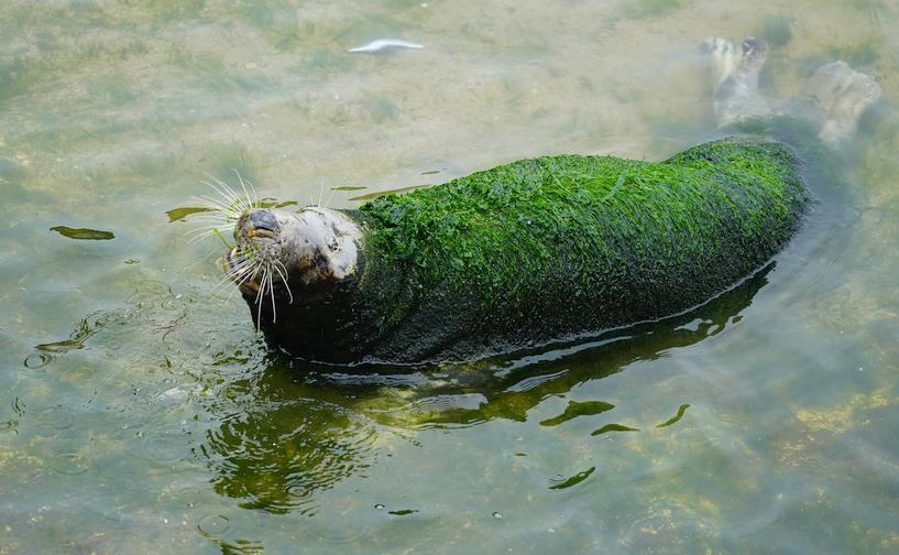 スペイン　動物園　アザラシに関連した画像-05