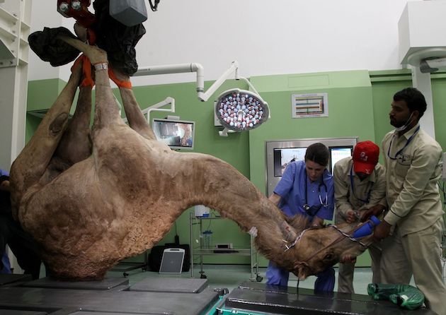 サウジアラビア　ラクダの病院