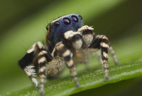 Maratus personatusに関連した画像-03