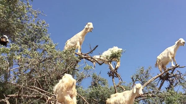 ヤギが実る木に関連した画像-03