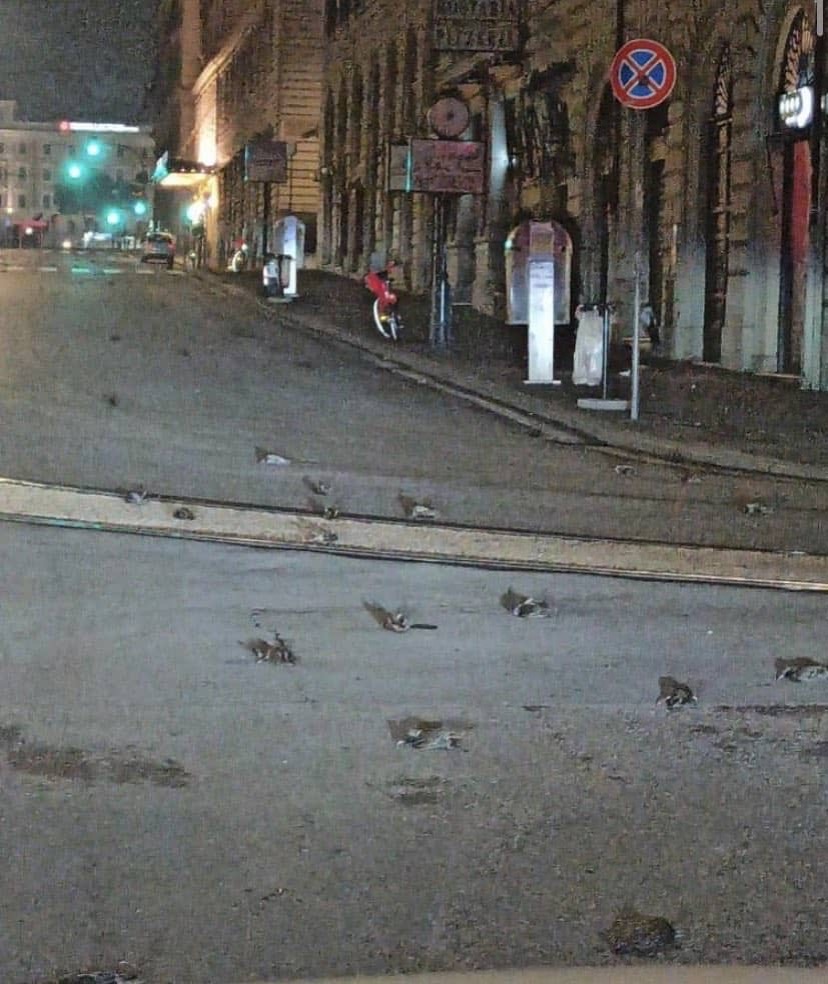 ホシムクドリ　イタリア　鳥の雨　花火