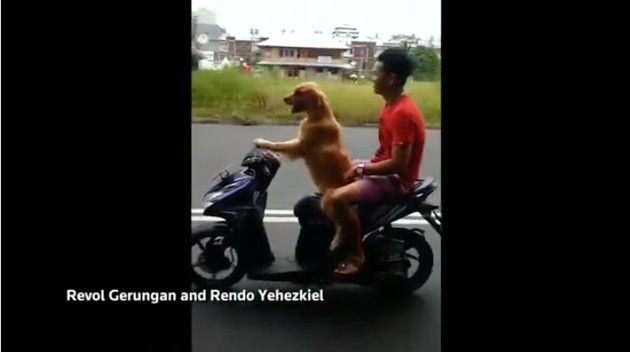 インドネシアで「バイクを運転する犬」に関連した画像-03