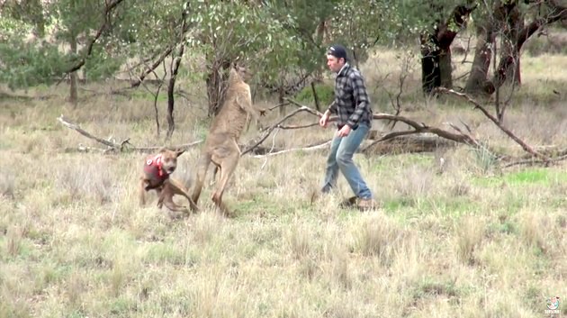 野生カンガルーへ顔面パンチに関連した画像-03