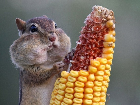 食べ物を前にヘブン状態の動物に関連した画像-02