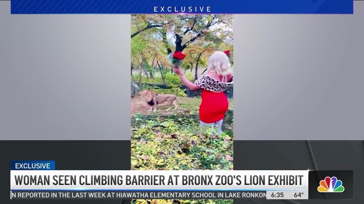 ブロンクス動物園　アメリカ　ライオン