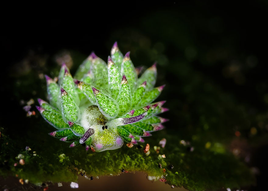 テングモウミウシ  Costasiella Kuroshimaeに関連した画像-03