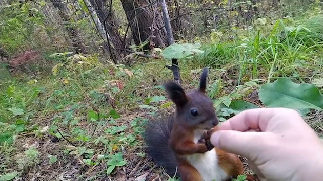 リス　エサ　フリーズ