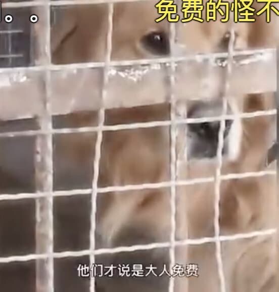 中国　動物園　ライオン　ゴールデンレトリバー　犬