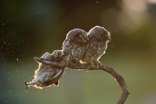 Comedy Wildlife Photography Awards 2017に関連した画像-02