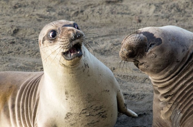 Comedy Wildlife Photography Awards 2017に関連した画像-08