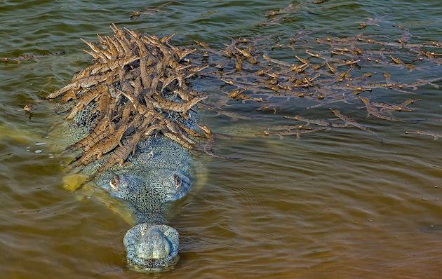 野生生物写真家コンテスト　インドガビアル　ワニ