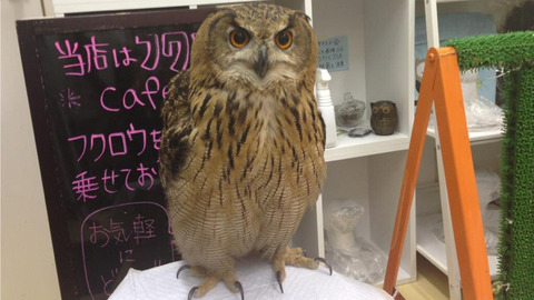 フクロウカフェに関連した画像-02