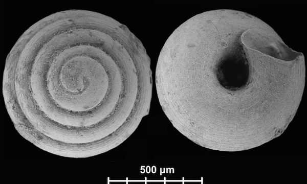 世界最小のカタツムリに関連した画像-06