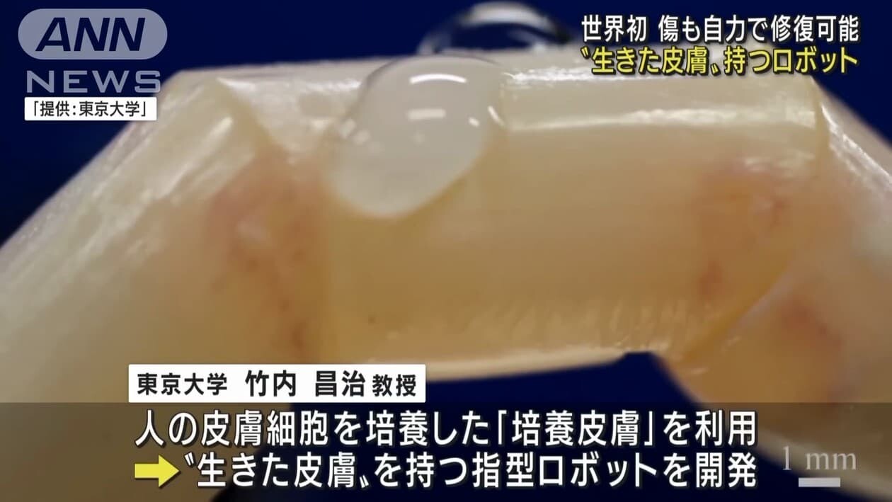 指型ロボット　培養皮膚　東京大学　生きた皮膚